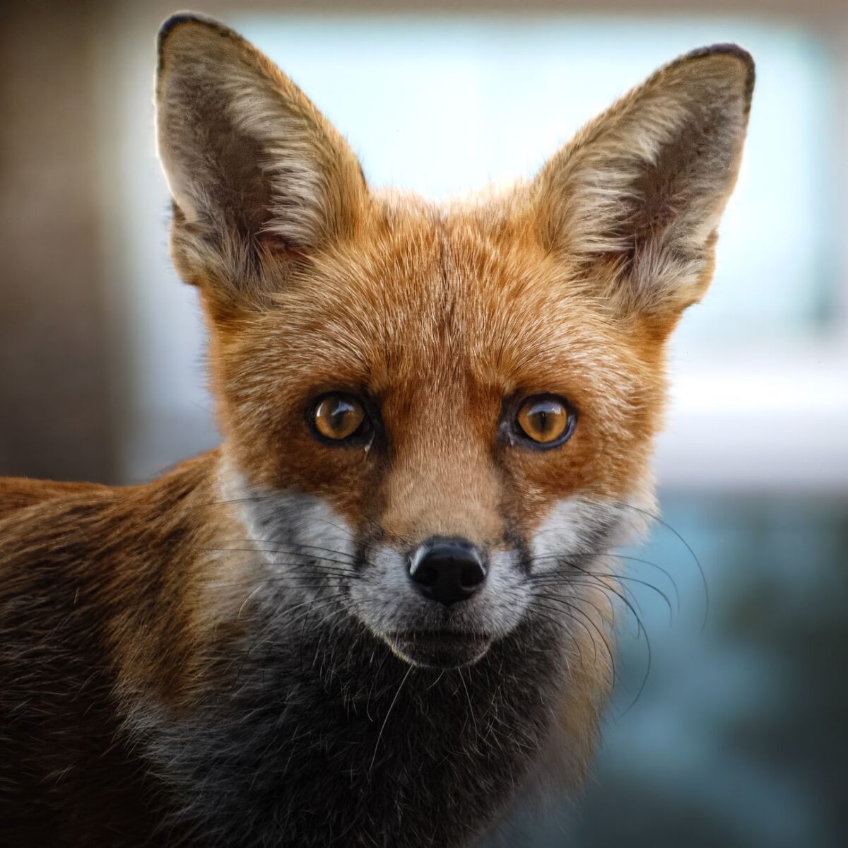 gta animaux espèces différences entre observer